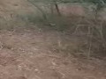 Caminando con MILF por la finca mostrando su cola al aire libre