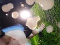 Hot Step Daughter's Ass Fucked in the Woods By Masked Strangers 
