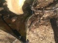 Hunt Cunt !! Petite tight pussy Milf takes dick in woods !!