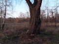 Unsuccessful take Stripping in the Park