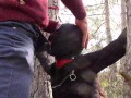 Tied to a tree on a sexy outfit, masked and outdoor deepthroat with no mercy