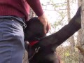 Tied to a tree on a sexy outfit, masked and outdoor deepthroat with no mercy