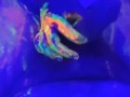 Hot tinder college slut glow paint blacklight cock sucking