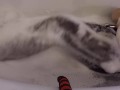 Piss Jeans and Clothed Bath