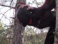 Tied up to a tree outdoor on sexy clothes, wearing pantyhose and high ankle boots heels, rough fuck