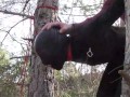 Tied up to a tree outdoor on sexy clothes, wearing pantyhose and high ankle boots heels, rough fuck