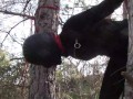 Tied up to a tree outdoor on sexy clothes, wearing pantyhose and high ankle boots heels, rough fuck