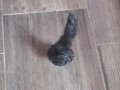 Rex BD Flip
