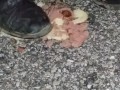 Hotdog stomping with boots