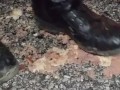 Hotdog stomping with boots