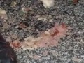 Hotdog stomping with boots