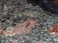 Hotdog stomping with boots