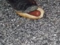 Hotdog stomping with boots