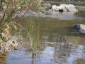 Nude Public Outdoor Footplay and Fucking. Spectators and Kayakers Watching