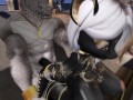 The Forbidden Fruit ( Furry / Yiff )