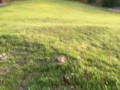 Huge Public Outdoor Cumshot