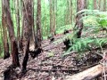 Ride with my girlfriend in the forest ends in a lot of cumshot