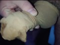 Nylonschwanz beim Porno wichsen