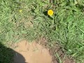 Feet getting nice and messy in mud