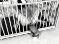 My kitty love to cum and squirt - Bondage pussy and ass playing Bdsmlovers91