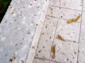 MI mejor amigo ME PRESTA a SU NOVIA CULONA mientras el se va de antro