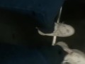 Take off Stinky sneaker in Bus