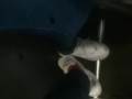 Take off Stinky sneaker in Bus