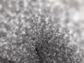 Masturbating With Vibrator In His Boxers, Gives Small Peak Inside (Onlyfans_transftm