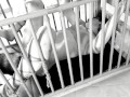 The beauty and the cage: The naughty version - countless orgasms tied up to her cage - Homade BDSM