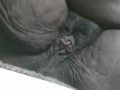 His Queen Suga - you can tell the exact moment my nut turns off the recording bbw ebony big clit