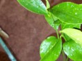 Meyer lemon