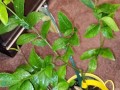 Meyer lemon