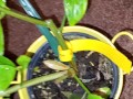 Meyer lemon