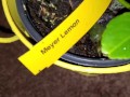 Meyer lemon