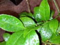 Meyer lemon