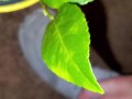 Meyer lemon