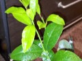 Meyer lemon