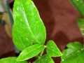 Meyer lemon