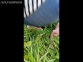 Wetting pants compilation