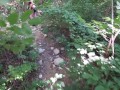 I help a sexy girl who got lost in the woods
