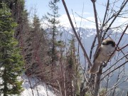 Nerdy In Nature Summit Piss