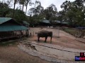 Elephant riding in Thailand with teen couple who had sex afterwards