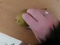 Weird nail fetish and pear ... Ellie Louise 