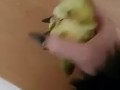 Weird nail fetish and pear ... Ellie Louise 