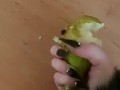 Weird nail fetish and pear ... Ellie Louise 
