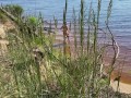 Sexy nudist girl on a wild beach