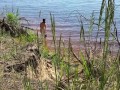 Sexy nudist girl on a wild beach