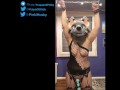get tease trailer