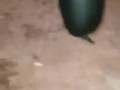 My 3 zucchini videos in 1
