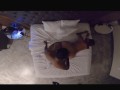 Yellowbone gets Backshots, Bullet(vibrator),and Backrubs.... while filled with BBC